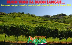 BUON VINO FA BUON SANGUE... @ Terre del Vescovado (BG)